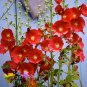 Hollyhock Country Romance Red Alcea Rosea Flower 40 Seeds