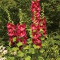 Hollyhock Country Romance Red Alcea Rosea Flower 40 Seeds