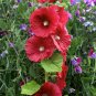 Hollyhock Country Romance Red Alcea Rosea Flower 40 Seeds