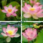 Nelumbo Nucifera Lotus Double-Headed Water Lily Flower 80 Seeds