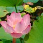 Nelumbo Nucifera Lotus Double-Headed Water Lily Flower 80 Seeds