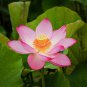 Nelumbo Nucifera Lotus Double-Headed Water Lily Flower 80 Seeds