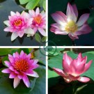 Nelumbo Nucifera Lotus Water Lily 72 Seeds