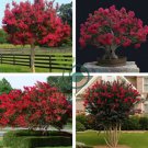 Red Bonsai Crape Myrtle 80 Seeds