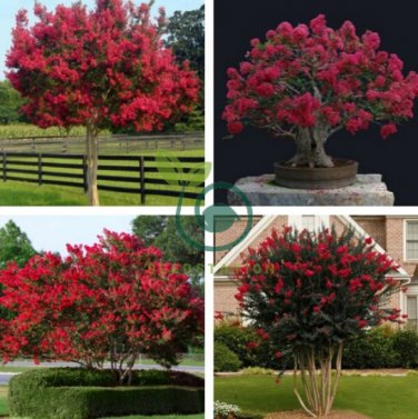 Red Bonsai Crape Myrtle 80 Seeds