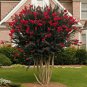 Red Bonsai Crape Myrtle 80 Seeds