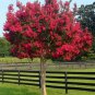 Red Bonsai Crape Myrtle 80 Seeds