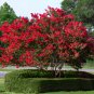 Red Bonsai Crape Myrtle 80 Seeds