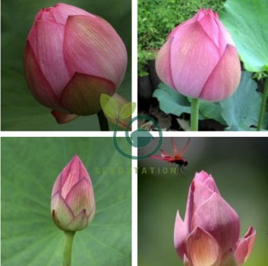 Nelumbo Nucifera ''Dargonfly'' Lotus 80 Seeds