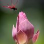 Nelumbo Nucifera ''Dargonfly'' Lotus 80 Seeds