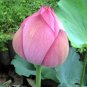 Nelumbo Nucifera ''Dargonfly'' Lotus 80 Seeds