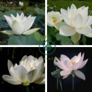 Nelumbo Nucifera ''Baiban'' Lotus 80 Seeds