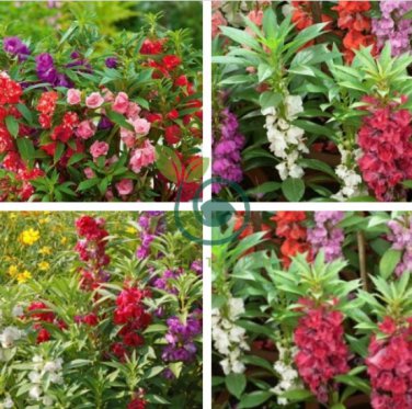 Impatiens Balsam Garden Balsamina Touch Me Not Flower 70 Seeds