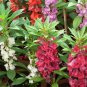 Impatiens Balsam Garden Balsamina Touch Me Not Flower 70 Seeds