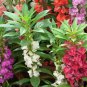 Impatiens Balsam Garden Balsamina Touch Me Not Flower 70 Seeds