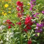 Impatiens Balsam Garden Balsamina Touch Me Not Flower 70 Seeds