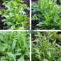 Garden Rocket Eruca Herbs Vegetable 240 Seeds