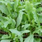 Garden Rocket Eruca Herbs Vegetable 240 Seeds
