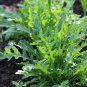 Garden Rocket Eruca Herbs Vegetable 240 Seeds