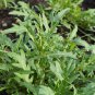Garden Rocket Eruca Herbs Vegetable 240 Seeds