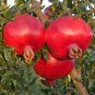 Pomegranate Fruit Tree Red Punica Granatum 20 Seeds