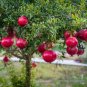 Pomegranate Fruit Tree Red Punica Granatum 20 Seeds