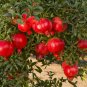 Pomegranate Fruit Tree Red Punica Granatum 20 Seeds