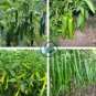 Jintai Thin Skin Early Maturing Big Pepper Vegetables 2000 Seeds