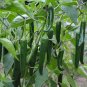 Jintai Thin Skin Early Maturing Big Pepper Vegetables 2000 Seeds