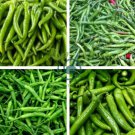 Giant Green American Cayenne Pepper Organic 8000 Seeds