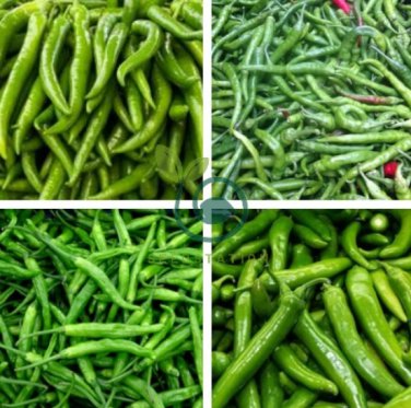 Giant Green American Cayenne Pepper Organic 8000 Seeds