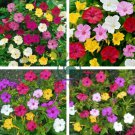 Four O'clock Mix 40 Seeds