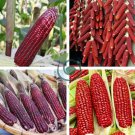 Red Waxy Corn 20 Seeds