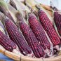 Red Waxy Corn 20 Seeds