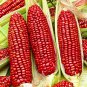Red Waxy Corn 20 Seeds