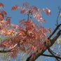 Chinese Mahogany Red Cedar Toona Sinensis 20 Seeds