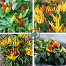 Discoloring Sharp Chili Hot Sichuan Pickled Pepper 1000 Seeds