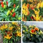 Discoloring Sharp Chili Hot Sichuan Pickled Pepper 1000 Seeds