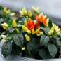 Discoloring Sharp Chili Hot Sichuan Pickled Pepper 1000 Seeds