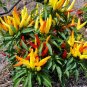 Discoloring Sharp Chili Hot Sichuan Pickled Pepper 1000 Seeds
