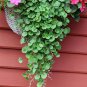 Hanging Green Creeping Dichondra Ornamental Leaves Plant 2000 Seeds