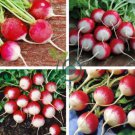 Red Crisp Radish Early Maturity Turnip 4 Seeds