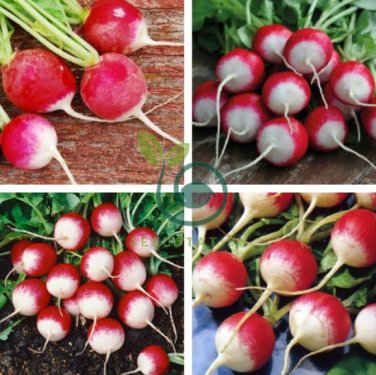 Red Crisp Radish Early Maturity Turnip 4 Seeds