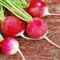 Red Crisp Radish Early Maturity Turnip 4 Seeds