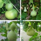 Lagenaria Siceraria Small Bottle Groud 12 Seeds