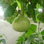 Lagenaria Siceraria Small Bottle Groud 12 Seeds