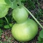 Lagenaria Siceraria Small Bottle Groud 12 Seeds