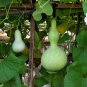 Lagenaria Siceraria Small Bottle Groud 12 Seeds