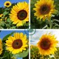 Sunflower 30 Seeds