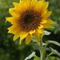 Sunflower 30 Seeds